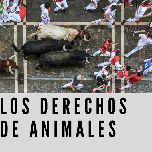 B: Los derechos de los animales